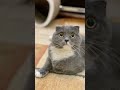 apt cat version котик поёт котики cat singer apt ai рекомендации подпишись