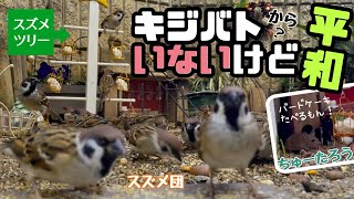 今日の小庭総集編(鳩数０羽)231213