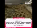 konser terheboh yg banyak makan korban