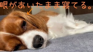 ♯76レム睡眠時に見られる急速な眼球運動【看護、医療】