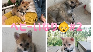 キツネみたいな犬いなりのベビー時代#2【小豆柴サイズのポメ柴】