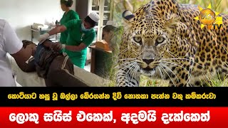 කොටියාට හසු වූ බල්ලා බේරගන්න පැන්න වතු කම්කරුවා - ලොකු සයිස් එකෙක්, අදමයි දැක්කෙත් - Hiru News