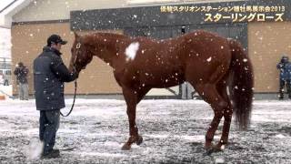 優駿スタリオンS種牡馬展示会2013-全映像(新種牡馬ジョーカプチーノなど)