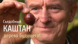 Сьедобный каштан - дерево будущего!