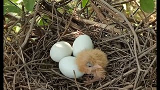 The First Member Of The Bird Family | Yellow Bittern Bird Nest