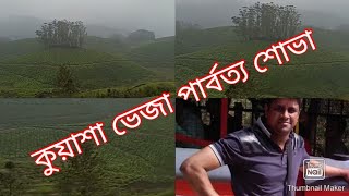 কুয়াশা ভেজা পর্বতের চূড়ায়