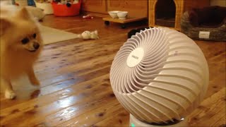 サーキュレーターと揉めるポメラニアン Pomeranian vs Air Circulator