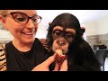 baby chimp s 2nd birthday