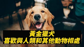 黃金獵犬小百科，黃金獵犬很適合作為家庭寵物