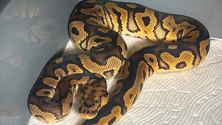 Unboxing  Clown Het Pied Ball Python ! My First Clown Ball Python!!