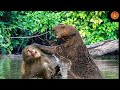 Otter's Family Vs Monkey The Day the Monkeys Went Too Far