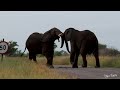 Kruger National Park, Satara, highlights week 1