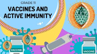 Active immunity: Vaccination and Immunization