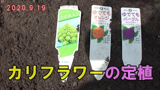 カリフラワーの定植