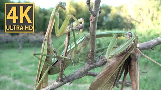 【ASMR】オオカマキリの「捕食」と「恋愛行動」の失敗。晩秋のカマキリたちの姿はもはやボロボロです。「弱肉強食」を生き抜いたものだけが「子孫繁栄」のチャンスをものにしています。しかし過酷な運命もある