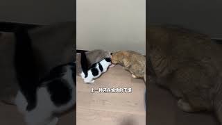 蛋爸有蛋蛋：貓咪的友情有多脆弱？？#貓貓的事情妳少管 #cat #shorts