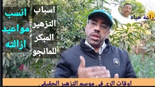 اخر موعدلإزالة تزهير المانجو المبكر