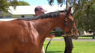 LOT 568 Peltzer x Tituba Colt From Twin Hill Stud