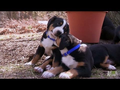 Swiss Mountain Dogs Hike | Too Cute! Swiss Mountain Dogs Hike | Too Cute!