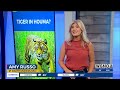 houma residents going wild over rumors of possible tiger in the area