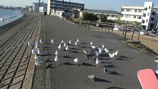 末吉橋北側の鶴見川左岸に飛来したヒメクビワカモメの群れに餌付け⑧