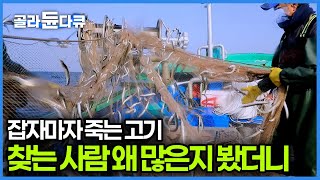 이젠 거의 잡히지도 않아서 어부들끼리도 경쟁이 너무 심해졌다, 양식 불가능 오로지 자연산만 잡아야 하는 금값 양미리｜바닷가사람들｜#골라듄다큐