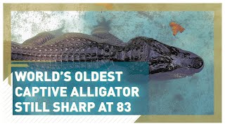 The oldest known alligator is living his best life at Belgrade Zoo