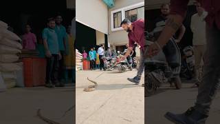 Russell Viper Rescue Bye Uttam Nager #viral #trending #ytshorts