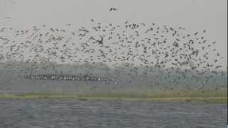 Birds At Vadhvana Lake