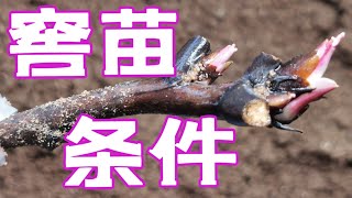 青石话牡丹芍药   牡丹嫁接苗“窖苗”的两个基本条件    Tree peony grafting (healing condition)