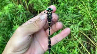 オニヤンマ♂ (2023年08月02日) | Catching A Golden-Ringed Dragonfly (M) In The Early Morning (August 2, 2023)