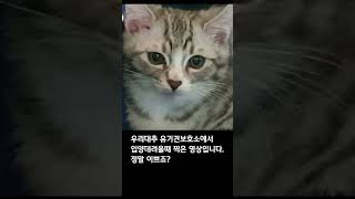 유기견보호소에서 입양데려오던 날의 우리 고양이 너무 이쁘죠?