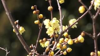 人権の森ー多磨全生園（東村山市）～花だより（２月）