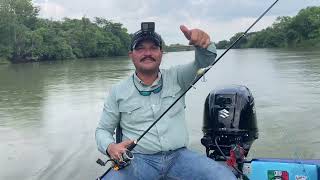 Pescando robalos desde el rio González 🎣👍