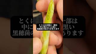 バケツ真菰(在来種)のマコモタケ