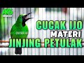 MASTERAN DAN PANCINGAN CUCAK IJO TROTOL GACOR MATERI JINJING PETULAK BIKIN LAWAN EMOSI AUTO JAMTROK