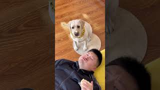 狗子也是吃上“进口水果”了！The dog is also eating \