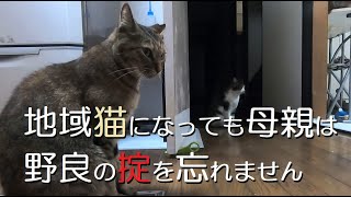 元野良猫の親子関係が悪くなってきました