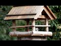 西湖野鳥の森公園のコガラ　その１（4k動画）