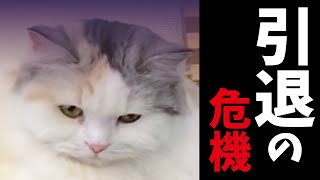 【超絶悲報】つくし、オワコンになる… 【猫アテレコ】