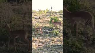 Male Impala \u0026 young one #wildlife #shorts #EvenetMakukule #europeantour #africa