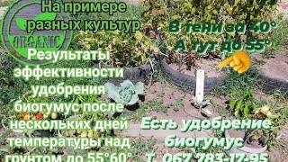 Результат биогумуса, на примере разных культур,после нескольких дней, когда было 55° 60°над грунтом.