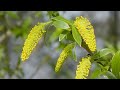 Эти быстро растущие деревья изменят ландшафт за три четыре года.🌼🌺😊