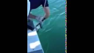 Huge Alaskan halibut cook inlet 2013!!!