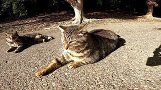 公園にいた仲良し野良猫をナデナデしてきました