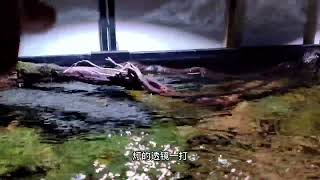 鱼缸波光粼粼是怎样做出来的#水族 #原生态 #鱼缸