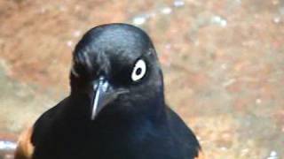 Superb Starling (Lamprotornis superbus) birds eating worms at Jurong bird park / calling sound