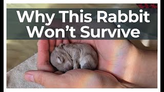 Humane Culling of a Failure-to-Thrive Baby Rabbit