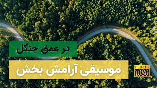 موسیقی آرامش بخش در 20 دقیقه همراه تصاویر زیبای طبیعت | در میان جنگل