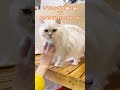 ブラッシング嫌いすぎて攻撃してくるペルシャ猫ちぃ太 shorts 保護猫カフェ